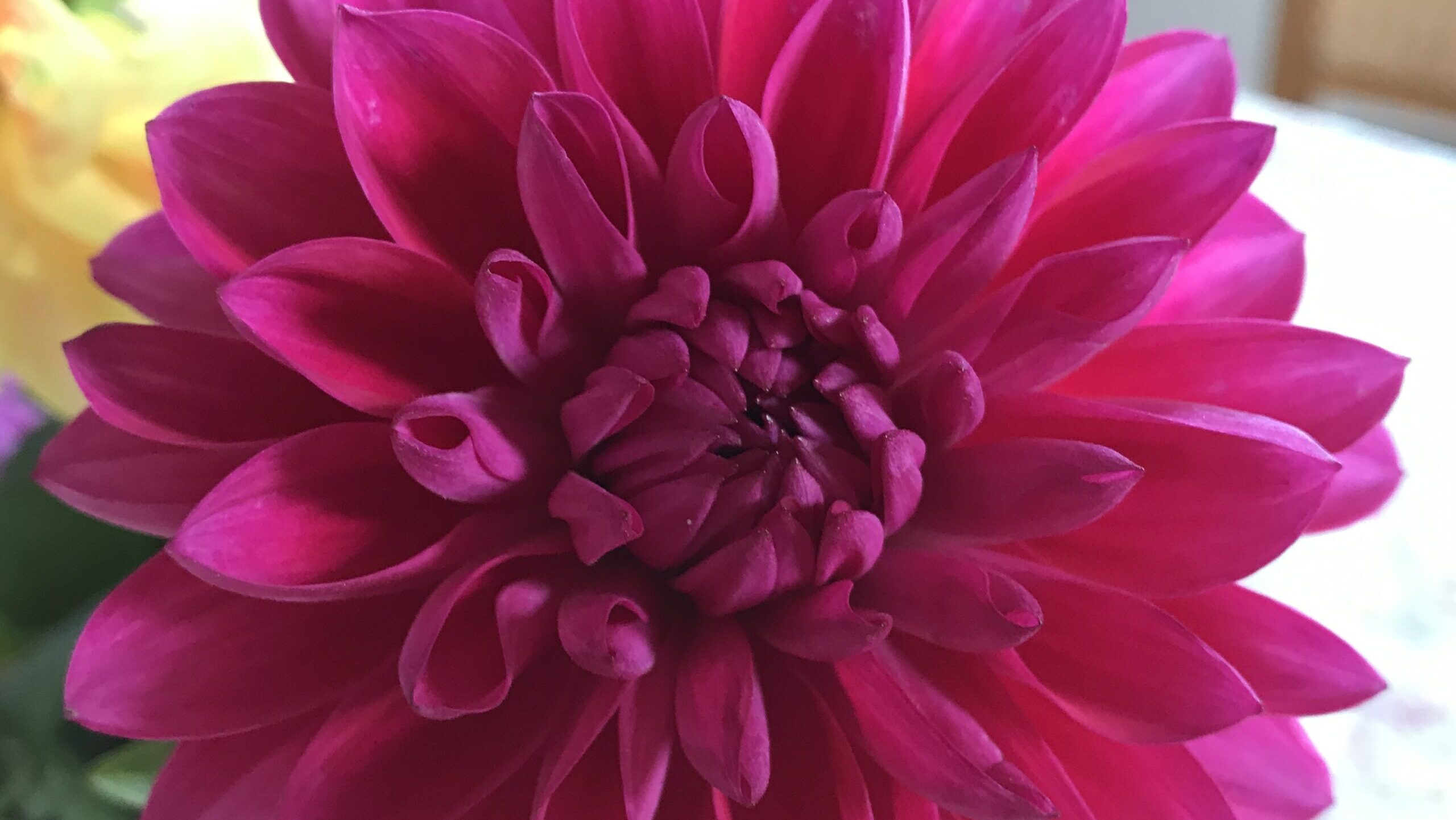 Lilla blomst